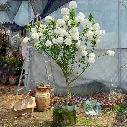 花镜植物园艺绿植搭配矾根花苗亮晶女贞棒棒糖造型树中华木绣球苗