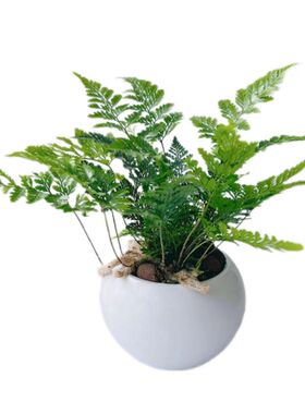 【狼尾蕨】特色办公室内玄关茶桌电脑桌面绿植花卉小盆栽净化空气