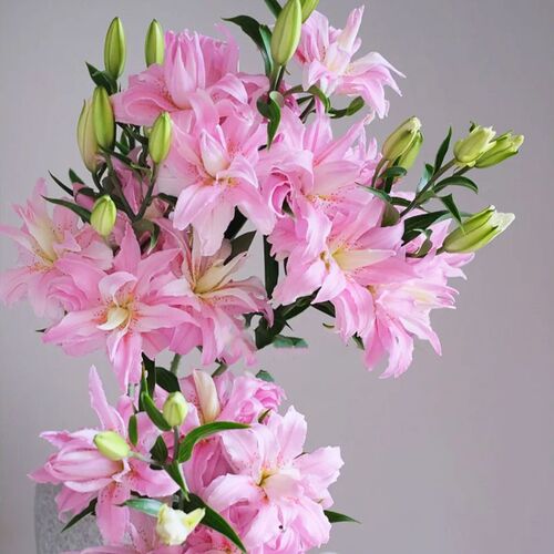 戴安娜百合鲜花云南直发家用水培插瓶花多头重瓣粉色百合鲜切花束