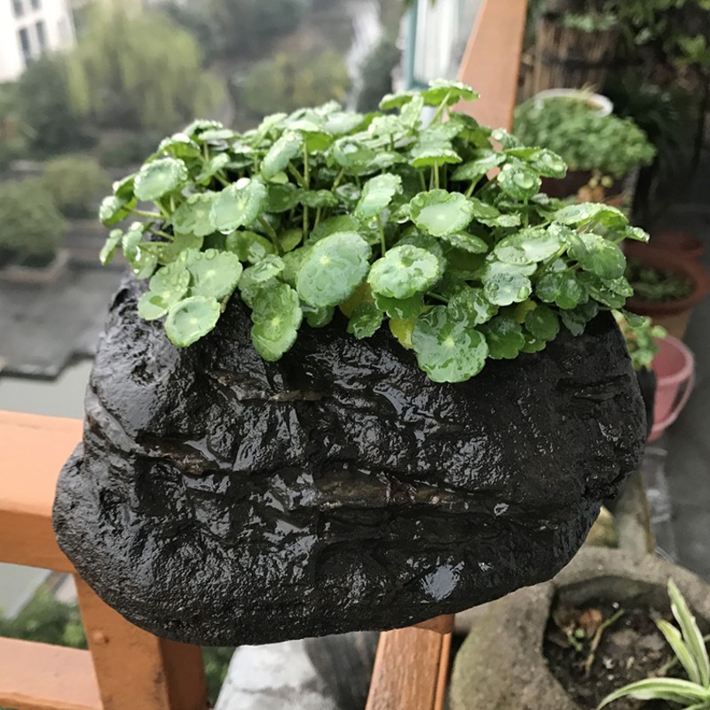 天然石头花盆花器绿萝菖蒲桌面盆景 铜钱草水培无孔 多肉植物盆