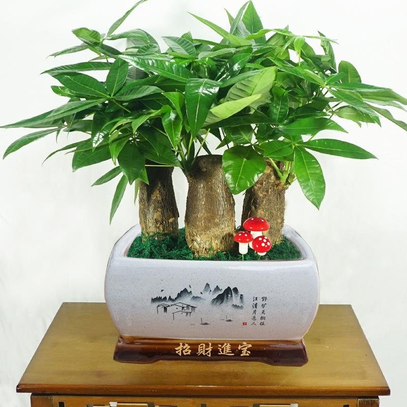 发财树开 ??业乔迁送礼招财盆栽植物花卉室内吸甲醛包邮绿植小