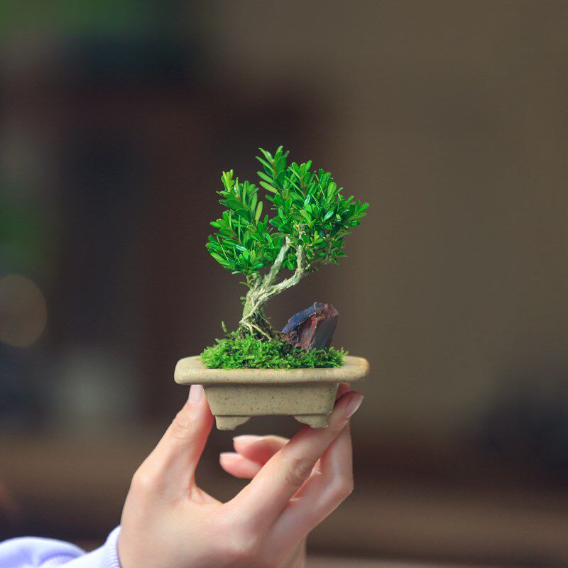 黄杨盆栽迷你小造型创意盆景茶室桌面观叶绿植好养耐旱植物办公室