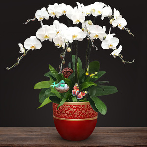 蝴蝶兰盆栽 带花苞高档兰花室内植物盆景 开业乔迁绿植年宵花卉
