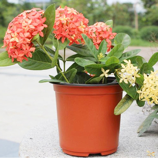 双色育苗盆育苗穴盘种植盆塑料培育花盆苗盘移植盆营养钵多肉扦插