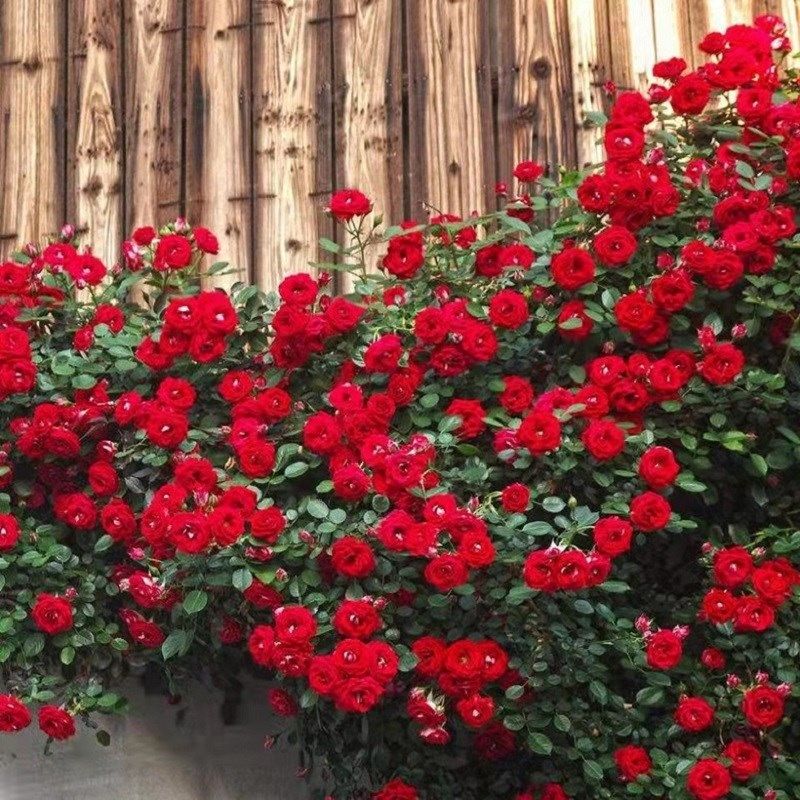 小女孩爬藤月季蔷薇花苗藤本月季多头开花庭院阳台植物玫瑰花好养,鲜花速递/花卉仿真/绿植园艺,月季/蔷薇/玫瑰,淘宝优惠券,粉丝福利购,淘宝优惠卷