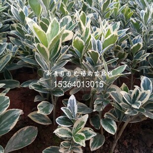 庭院银边四季青金边卫矛 大叶冬青 东青树苗 色块苗木 园林绿化带