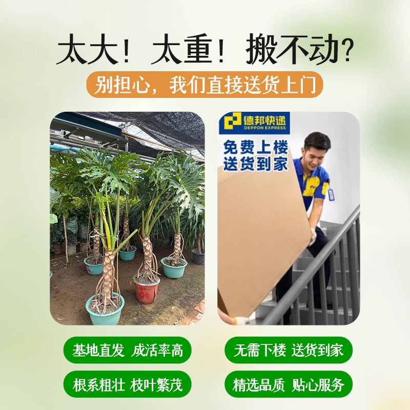 龙鳞春羽室内大型植物盆栽客厅办公室落地大号春雨绿植好养除甲醛