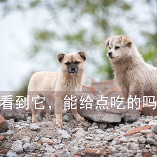 老疯杨救助粮随身装 看到流浪猫狗请给它喂一点2斤