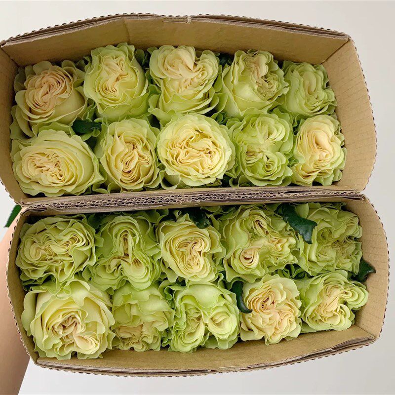 琉璃翠月季花大苗花店常用切花品质玫瑰苗阳台盆栽四季勤花卉绿植