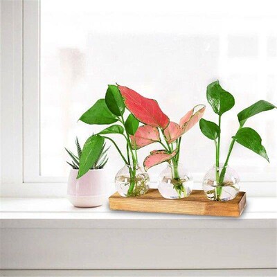 Propagation Terrarium Transparent Bottle Pot Flower