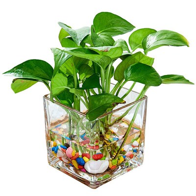 Hydroponic vessel creative glass pot aquatic plants bottle