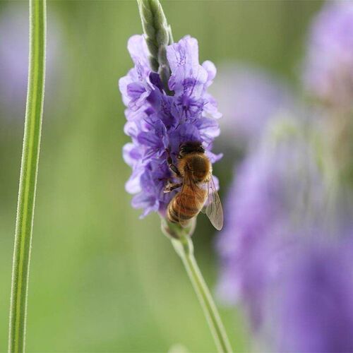 Lavender potted plant true flower big seedling bract fresh