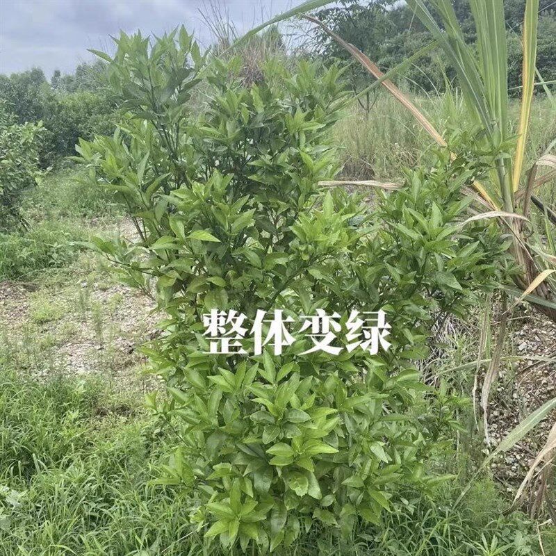 金装黄化营养液果树黄龙病专用药砂糖橘脐橙沃柑青头果红鼻子果药,农用物资,大树营养吊针液/注射液,淘宝优惠券,粉丝福利购,淘宝优惠卷