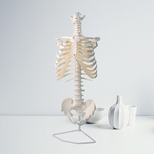 动态人体胸廓脊椎骨盆骨骼模型脊柱胸椎孕产产后康复活动关节可动