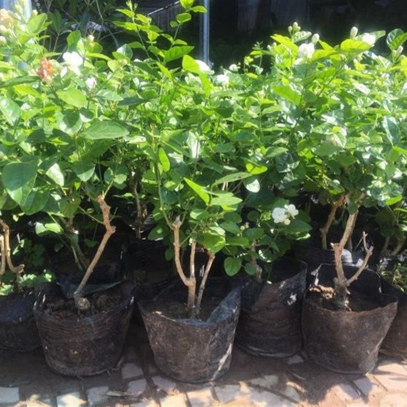 重瓣白茉莉花苗室内盆栽双色茉莉花苗香味浓郁净化空气花卉包邮,鲜花速递/花卉仿真/绿植园艺,时令草本花卉,淘宝优惠券,粉丝福利购,淘宝优惠卷