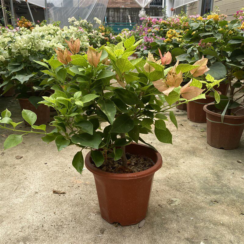 三角梅飘枝不甜西瓜高飘爬藤绿樱红缨卡亚塔三角梅佩德罗金心橙白,鲜花速递/花卉仿真/绿植园艺,绣球/木绣球/木本植物,淘宝优惠券,粉丝福利购,淘宝优惠卷