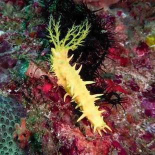 翻砂海参黑海参红海参观赏海洋生物吃除藻海缸翻砂野生大海参宠物