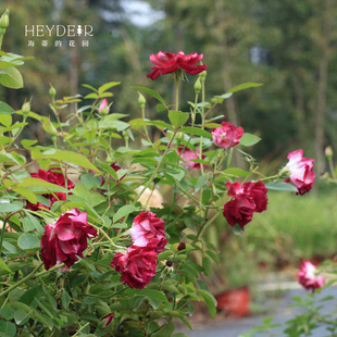 好养开花植物花卉盆栽苗 可做藤本四季 海蒂 花园葡萄冰山灌木月季