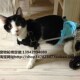 狗用轮椅代步车猫瘫痪动物轮椅残疾宠物轮椅车小型犬后肢康复轮椅