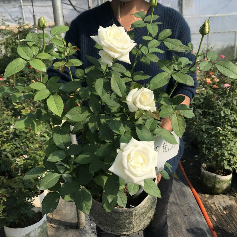新品白巧克力月季玫瑰特大花苗切花盆栽四季灌木庭院阳台花卉植物,鲜花速递/花卉仿真/绿植园艺,月季/蔷薇/玫瑰,淘宝优惠券,粉丝福利购,淘宝优惠卷