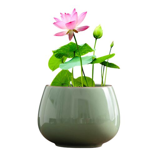 碗莲专用水培家用汝窑中式花盆陶瓷绿植小盆栽办公室桌面小摆件