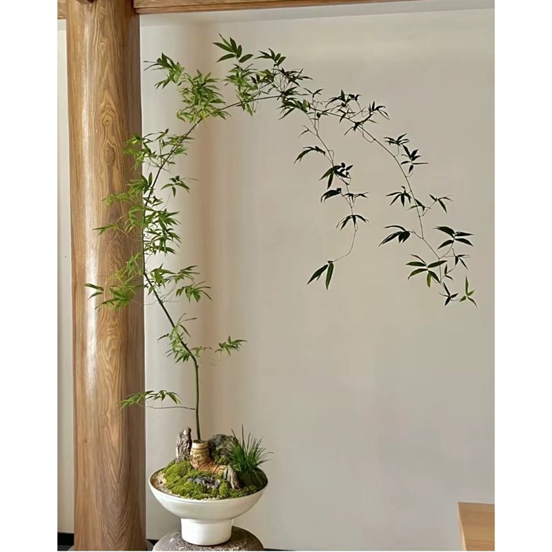 小叶簕簕竹茶室客厅玄关禅意竹子盆景桌面庭院好养耐阴