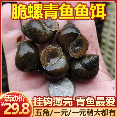 新鲜脆螺黑鲩螺蛳青挂钩薄壳小号田螺钓鱼脆螺青鱼鱼饵螺包活包邮