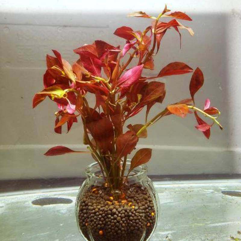 懒人水草淡水鱼缸造景无需底砂中后景小对叶红丁香大九冠植物套餐,宠物/宠物食品及用品,水草,淘宝优惠券,粉丝福利购,淘宝优惠卷