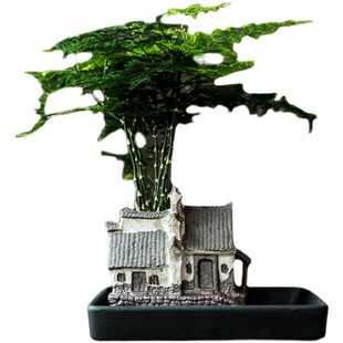 懒人盆栽创意陶瓷房子绿植花盆文竹水养办公桌发财树摆件植物盆景