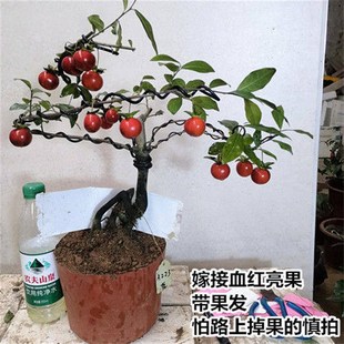 公桩母桩盆景金弹子a树桩室内盆景 金蛋子老桩嫁接母桩 瓶兰对节