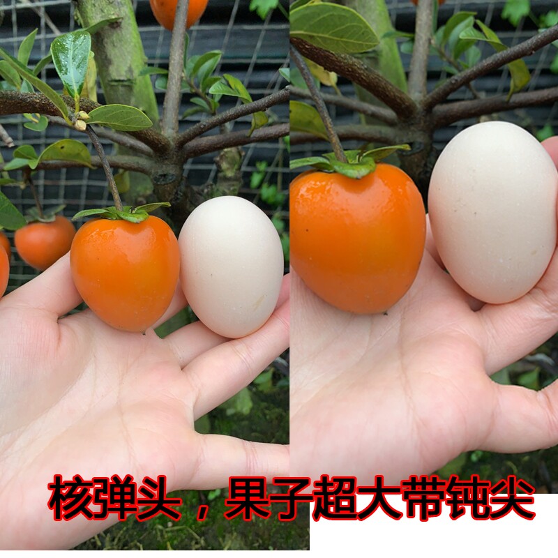 D171~D200号四川金弹子血红鸡蛋十里桃花 小品根艺老桩母树