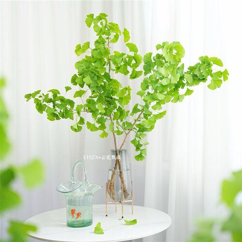 【云花甄选】绿色银杏叶鲜切枝室内绿植家居装饰水养小清新观赏花