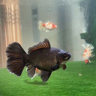 布里斯托金鱼英国草金淡水鱼冷水草种鱼水族宠物观赏鱼