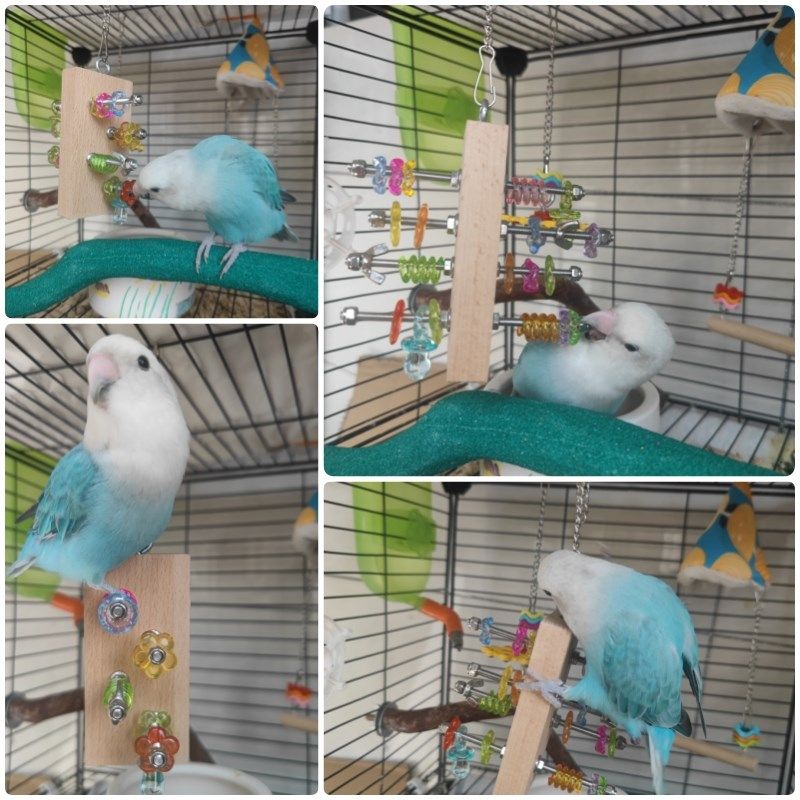 虎皮牡丹玄凤小太鹦鹉鸟笼乐趣益智互动啃咬磨嘴攀爬秋千玩具用品,宠物/宠物食品及用品,鸟玩具,淘宝优惠券,粉丝福利购,淘宝优惠卷