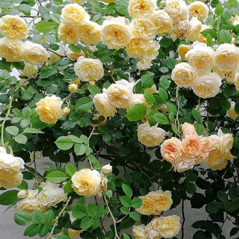 欢笑格鲁吉亚奥斯汀四季大花浓香爬藤玫瑰耐寒藤本月季蔷薇花大苗,鲜花速递/花卉仿真/绿植园艺,月季/蔷薇/玫瑰,淘宝优惠券,粉丝福利购,淘宝优惠卷