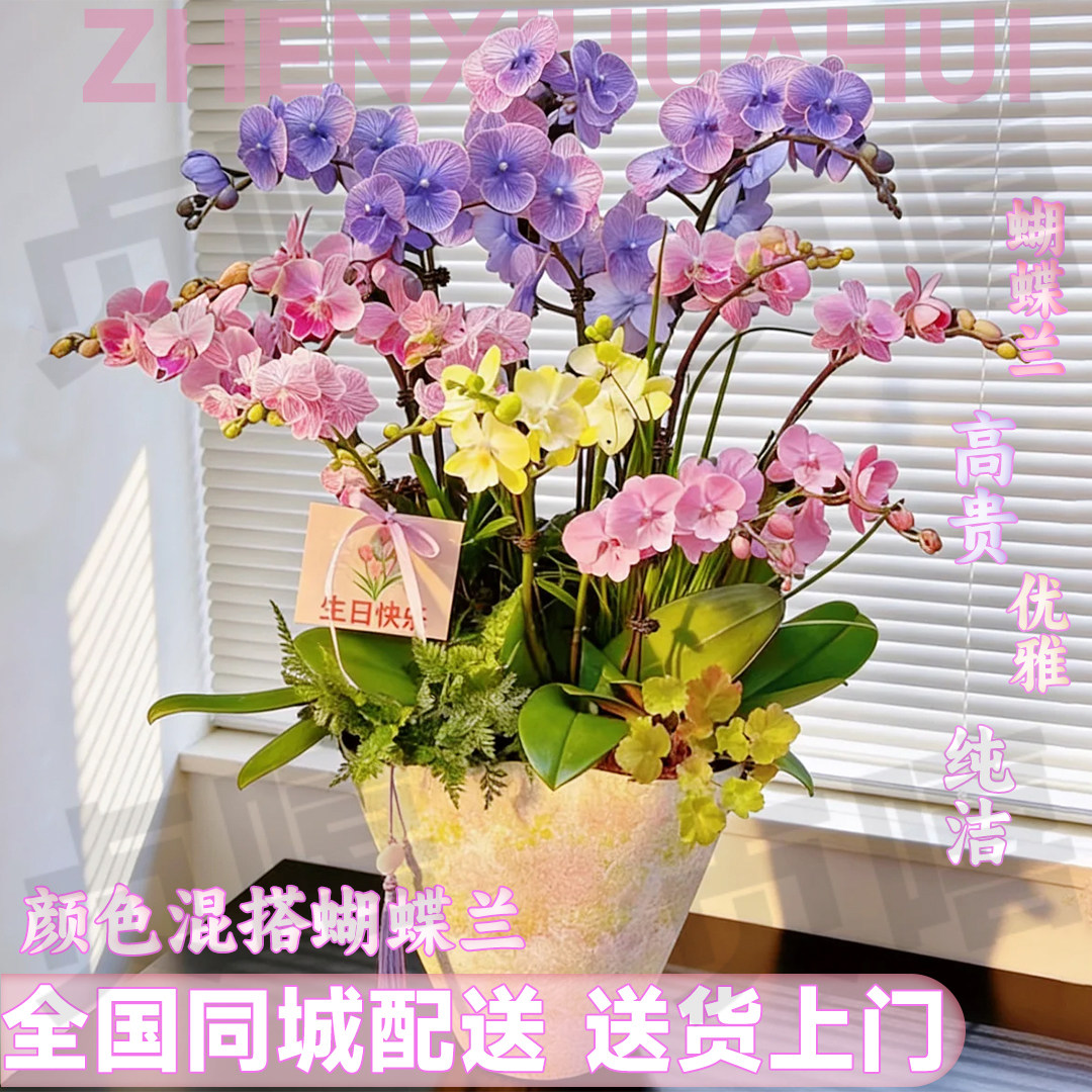 蝴蝶兰盆栽送货上门鲜花同城配送开业乔迁生日送领导长辈妈妈礼物