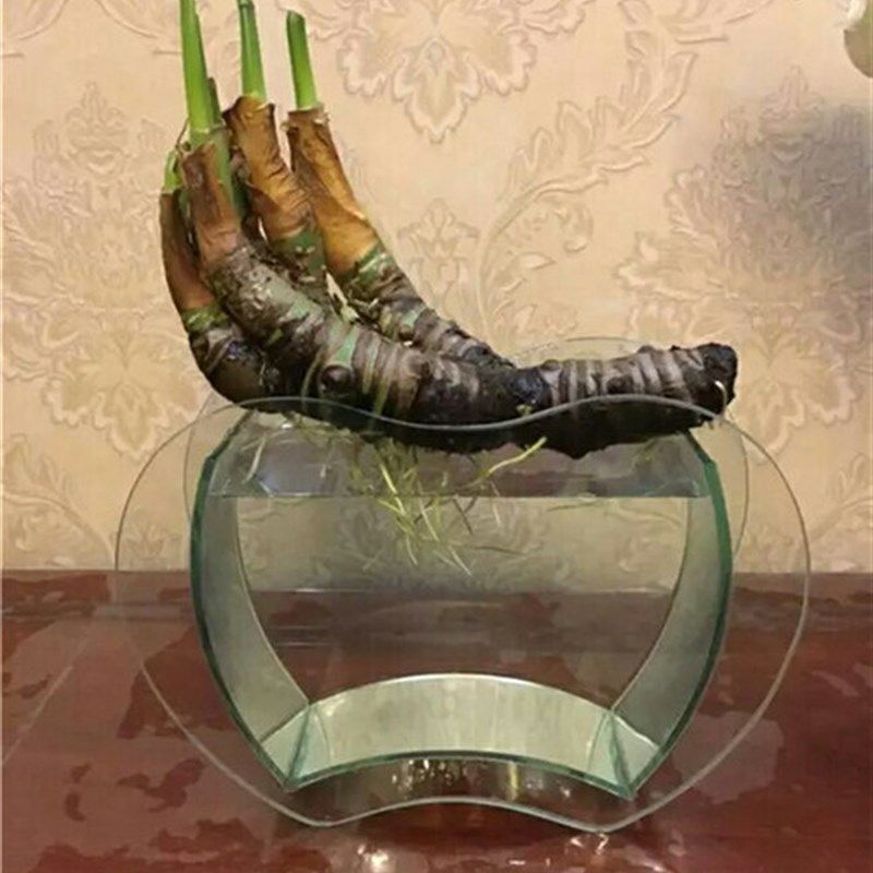 千手观音盆景水培小叶滴水观音室内绿色植物净化空气吸去甲醛盆栽,鲜花速递/花卉仿真/绿植园艺,绿植,淘宝优惠券,粉丝福利购,淘宝优惠卷