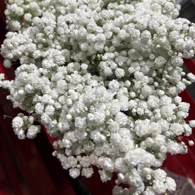 论斤称超大束满天星干花花束天然鲜花速递(同城)