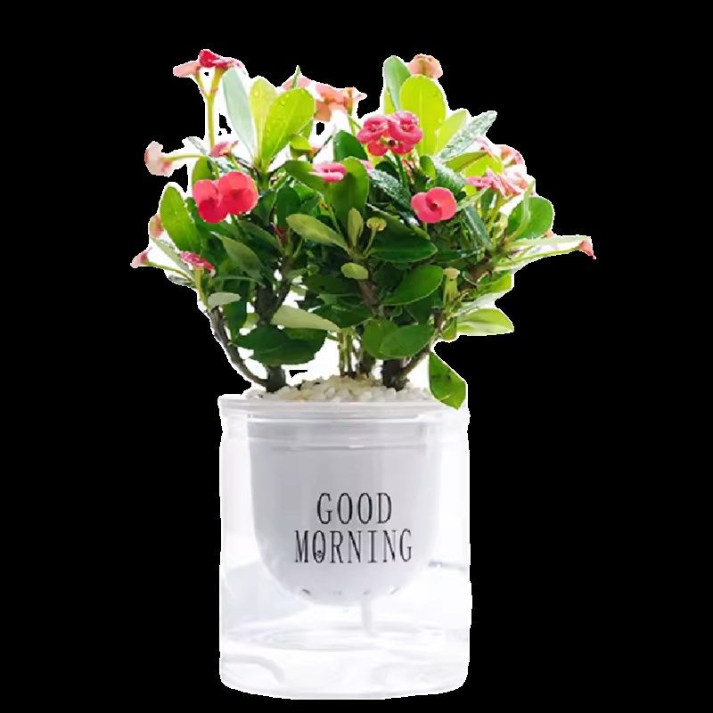 绿萝发财树小盆栽栀子花花卉富贵竹办公室内绿植水培好养植物多肉,鲜花速递/花卉仿真/绿植园艺,绿植,淘宝优惠券,粉丝福利购,淘宝优惠卷