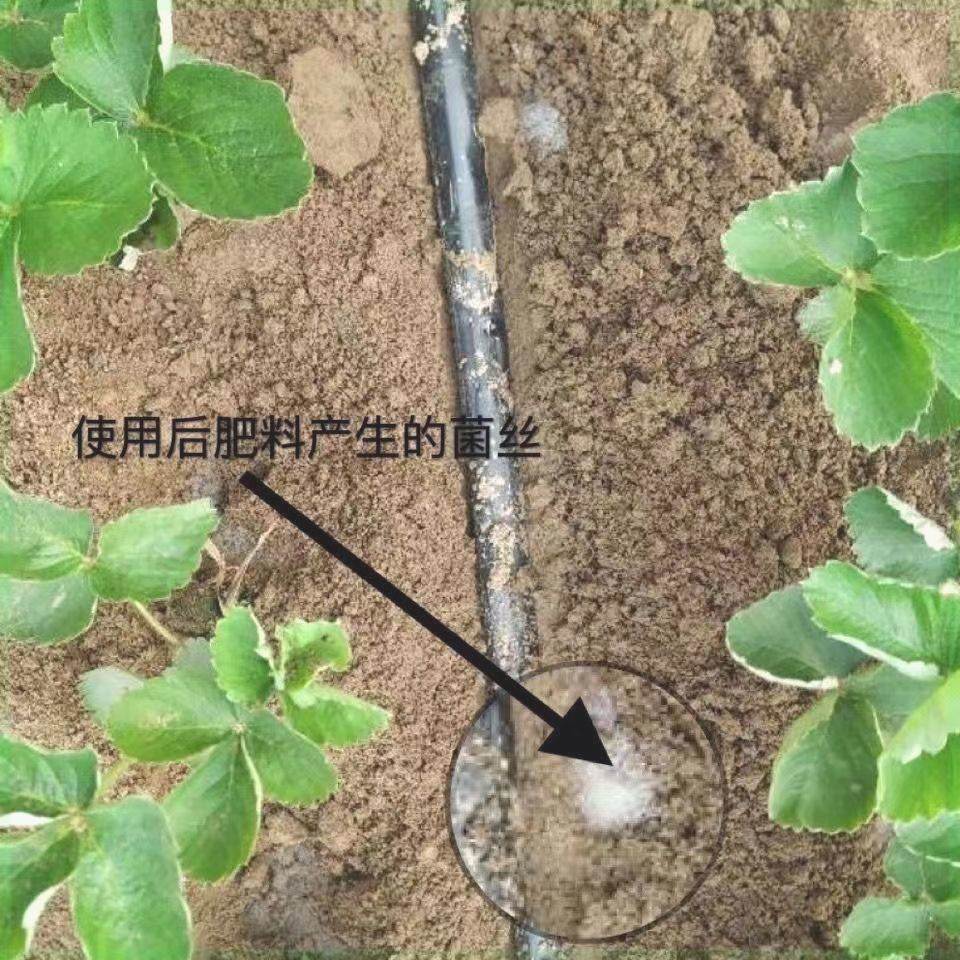 原厂紫牛有机肥纯粮发酵大豆肥生物有机肥优质花卉蔬菜果树有机肥,鲜花速递/花卉仿真/绿植园艺,家庭园艺肥料,淘宝优惠券,粉丝福利购,淘宝优惠卷