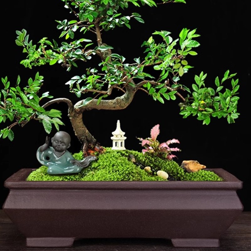 紫砂花盆手工精品方形长方马槽室内古典高端榕树松柏黄杨盆景包邮