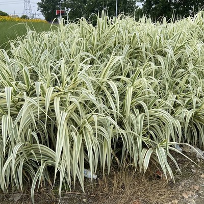 水生花叶芦竹地栽浅滩公园河道净化水质小区水塘景观园林绿化绿植