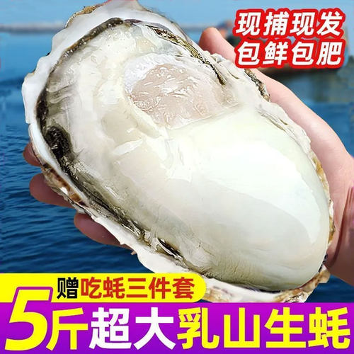 正宗乳山新鲜生蚝肥蚝顺丰包邮大号鲜活水产现捞海蛎子5斤整箱发