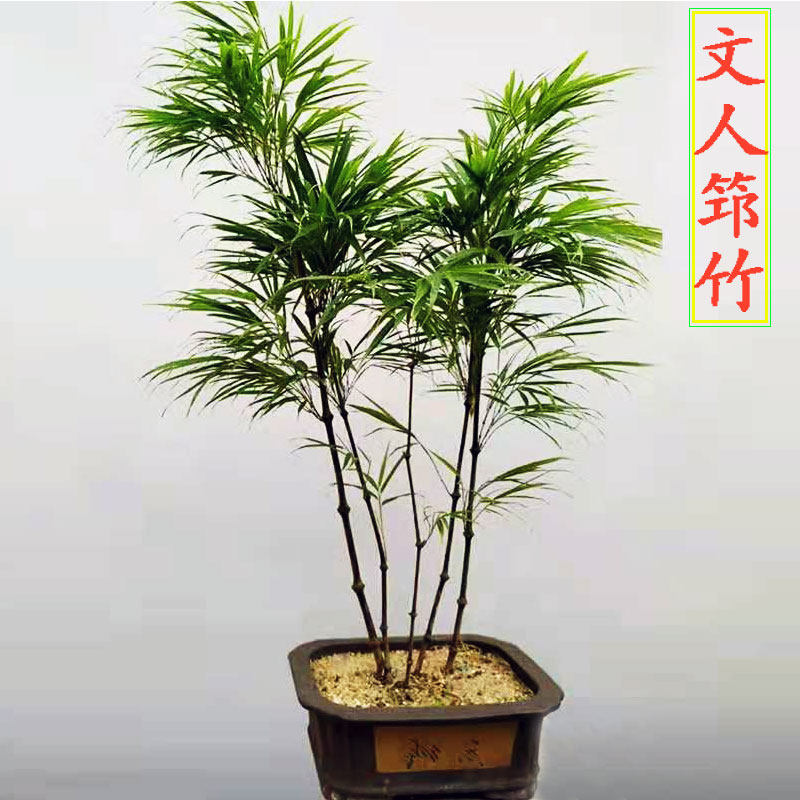 筇竹四方竹盆栽室内外绿化罗汉竹阳台庭院盆景花卉观赏矮化竹子苗