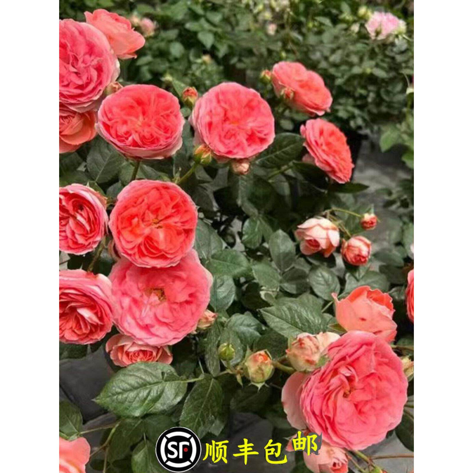 诺娃月季花苗大花浓香带花苞灌木阳台庭院玫瑰花盆栽多季开花植物