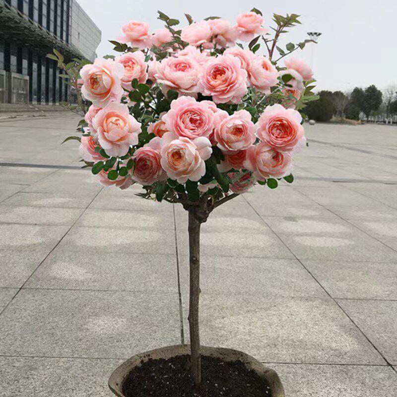 嫁接树桩月季花苗棒棒糖树状月季浓香玫瑰树庭院盆栽地栽四季开