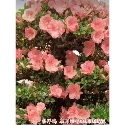 若惠笔须杜鹃花东洋鹃皋月品种杜鹃花精美盆栽花卉庭院阳台客厅书