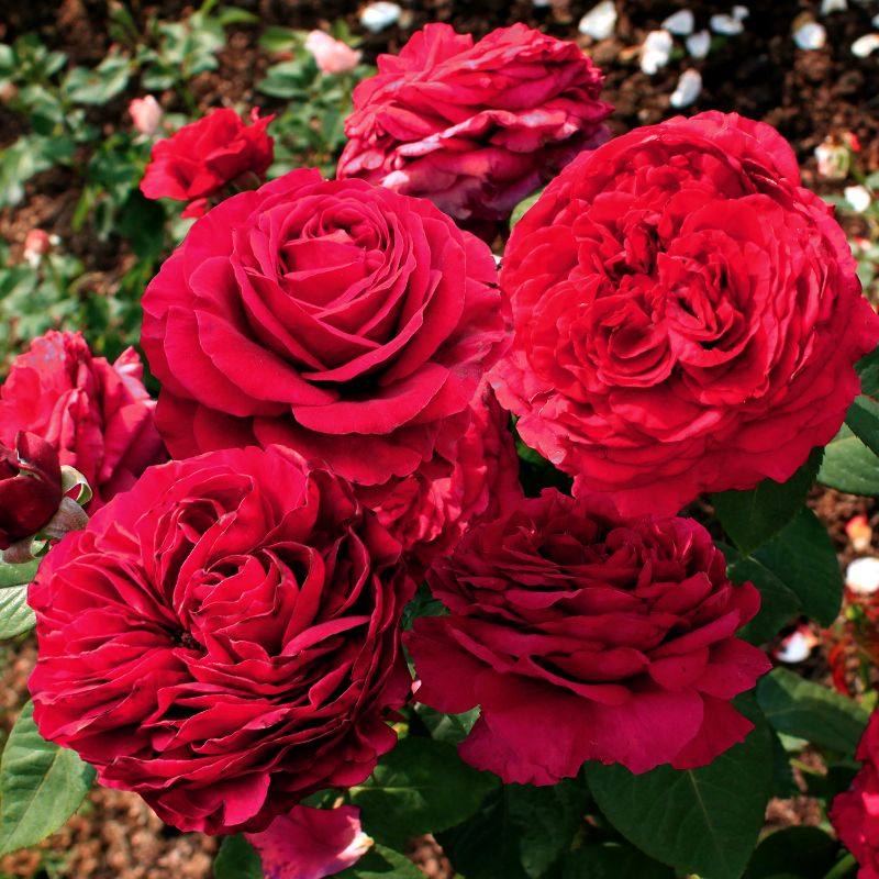 惠惠的花园灌木月季风中玫瑰分枝性好花瓣绒质质感阳台庭院花卉苗,鲜花速递/花卉仿真/绿植园艺,月季/蔷薇/玫瑰,淘宝优惠券,粉丝福利购,淘宝优惠卷