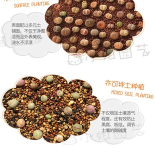 猫小姐精品凹凸多元土多肉铺面颗粒多元素营养土园艺植物绿植种植