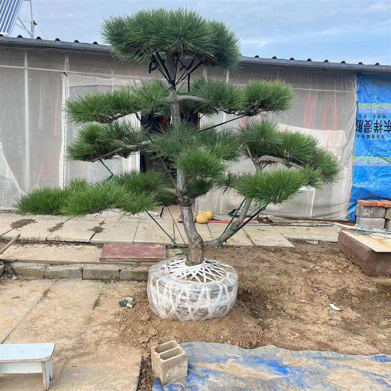 黑松油松造型风景树大型别墅公园庭院四季常青绿化苗大树苗迎客松